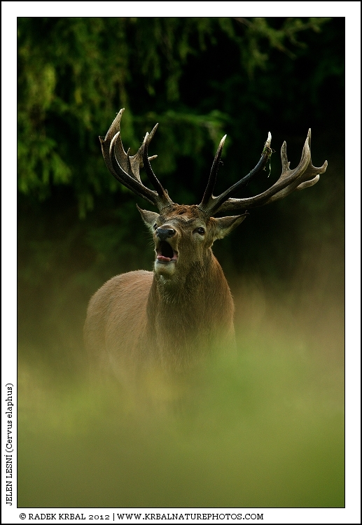 Jelen lesn� | Red Deer | Rothirsch | Cervus elaphus