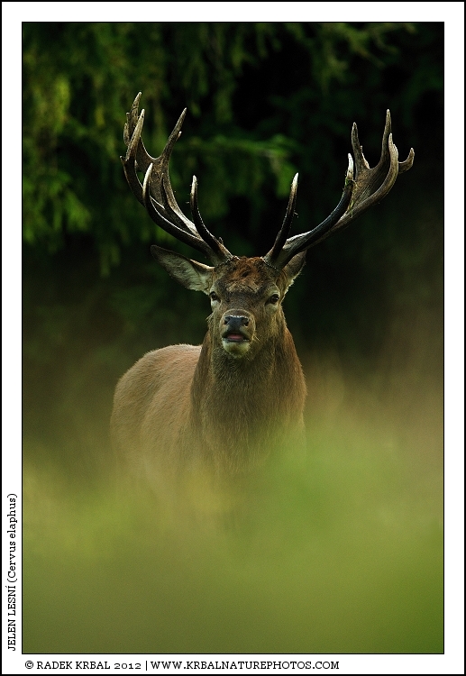 Jelen lesn� | Red Deer | Rothirsch | Cervus elaphus