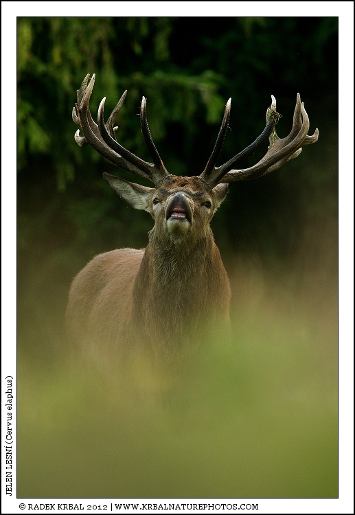 Jelen lesn� | Red Deer | Rothirsch | Cervus elaphus