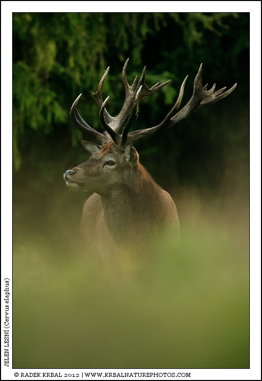 Jelen lesn� | Red Deer | Rothirsch | Cervus elaphus