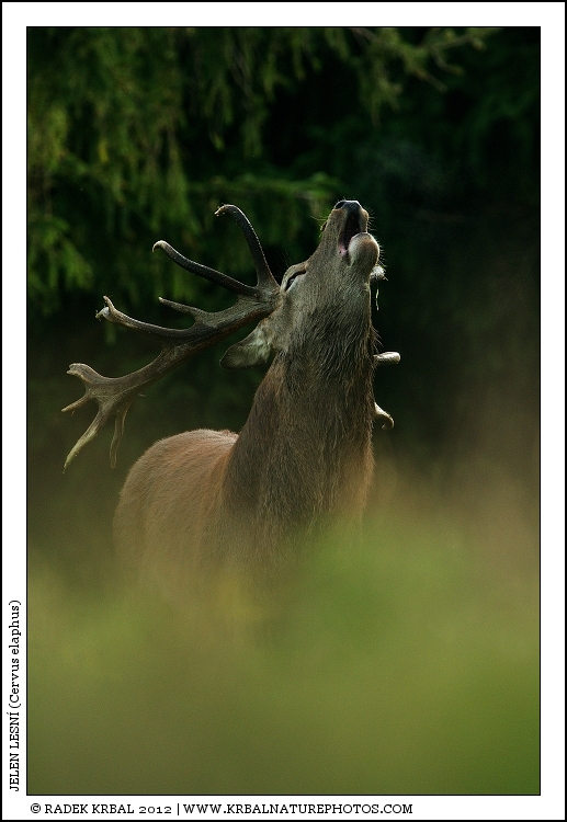 Jelen lesn� | Red Deer | Rothirsch | Cervus elaphus