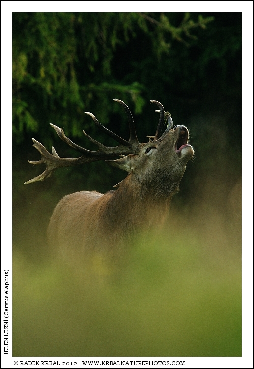 Jelen lesn� | Red Deer | Rothirsch | Cervus elaphus
