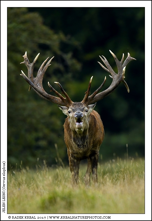 Jelen lesn� | Red Deer | Rothirsch | Cervus elaphus