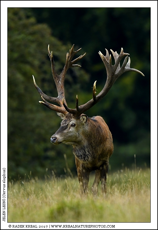 Jelen lesn� | Red Deer | Rothirsch | Cervus elaphus