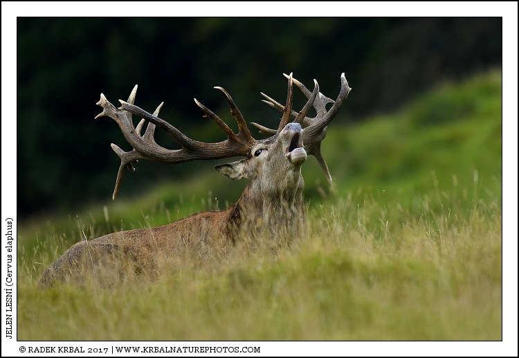 Jelen lesn� | Red Deer | Rothirsch | Cervus elaphus