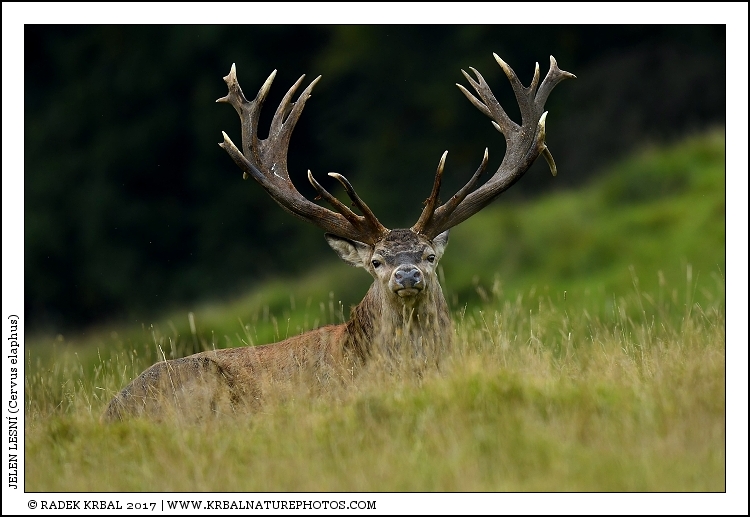 Jelen lesn� | Red Deer | Rothirsch | Cervus elaphus