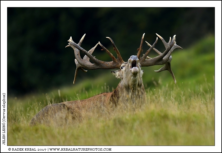 Jelen lesn� | Red Deer | Rothirsch | Cervus elaphus