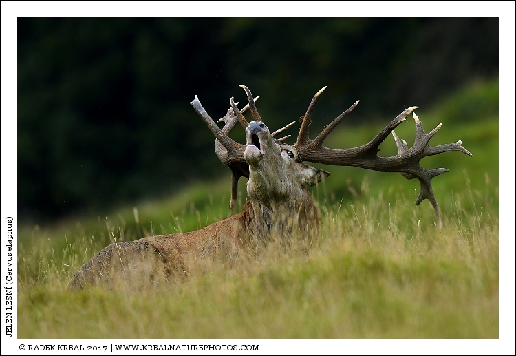 Jelen lesn� | Red Deer | Rothirsch | Cervus elaphus