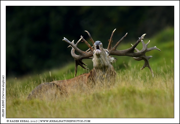 Jelen lesn� | Red Deer | Rothirsch | Cervus elaphus