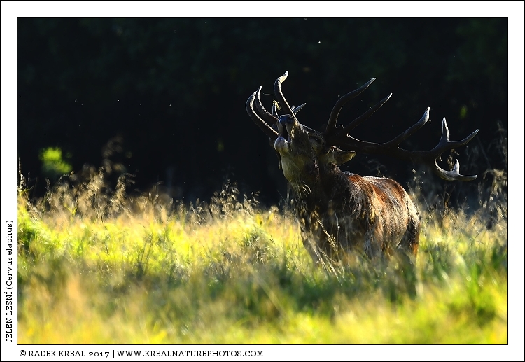 Jelen lesn� | Red Deer | Rothirsch | Cervus elaphus