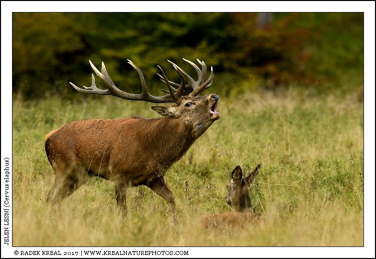 Jelen lesn� | Red Deer | Rothirsch | Cervus elaphus