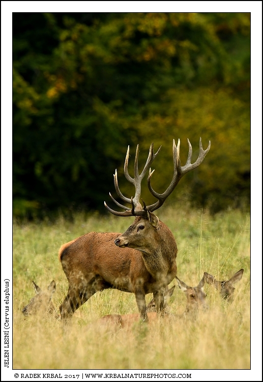 Jelen lesn� | Red Deer | Rothirsch | Cervus elaphus