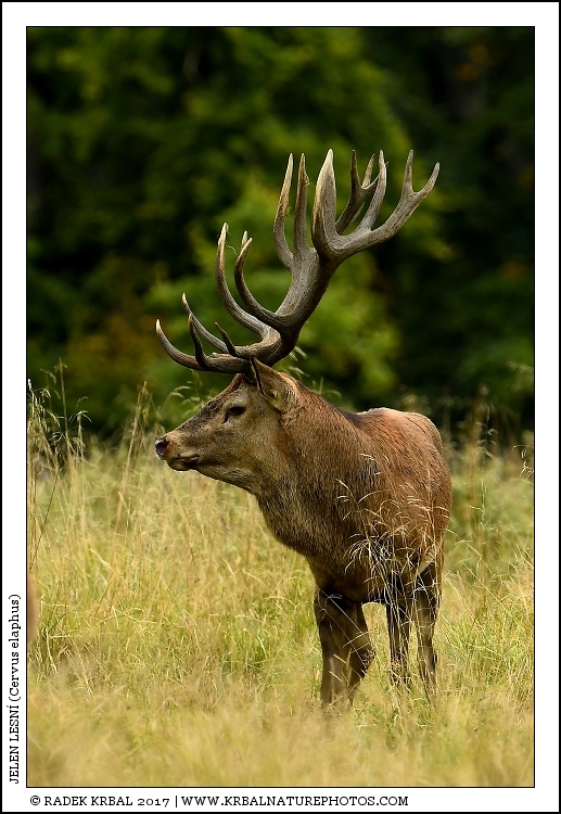 Jelen lesn� | Red Deer | Rothirsch | Cervus elaphus