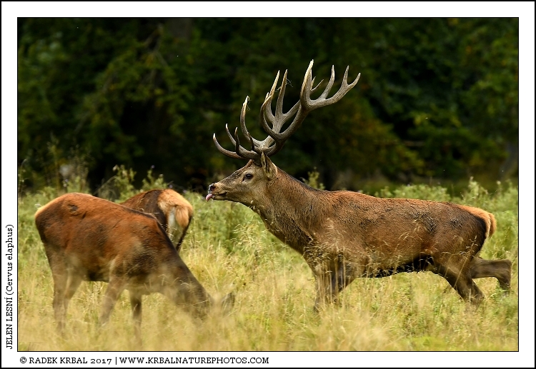 Jelen lesn� | Red Deer | Rothirsch | Cervus elaphus