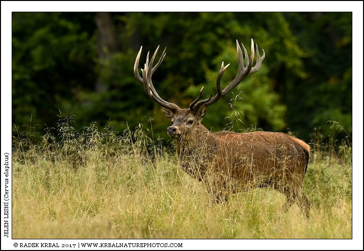 Jelen lesn� | Red Deer | Rothirsch | Cervus elaphus