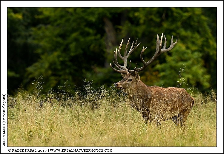 Jelen lesn� | Red Deer | Rothirsch | Cervus elaphus