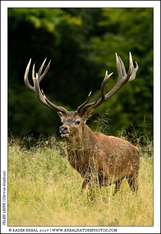 Jelen lesn� | Red Deer | Rothirsch | Cervus elaphus