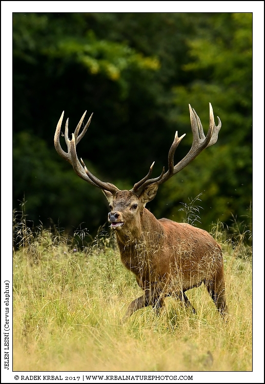 Jelen lesn� | Red Deer | Rothirsch | Cervus elaphus