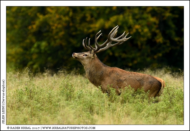 Jelen lesn� | Red Deer | Rothirsch | Cervus elaphus