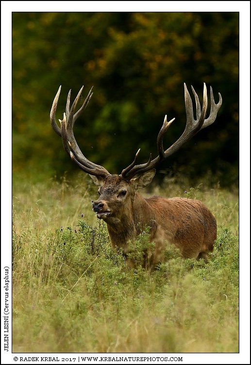 Jelen lesn� | Red Deer | Rothirsch | Cervus elaphus
