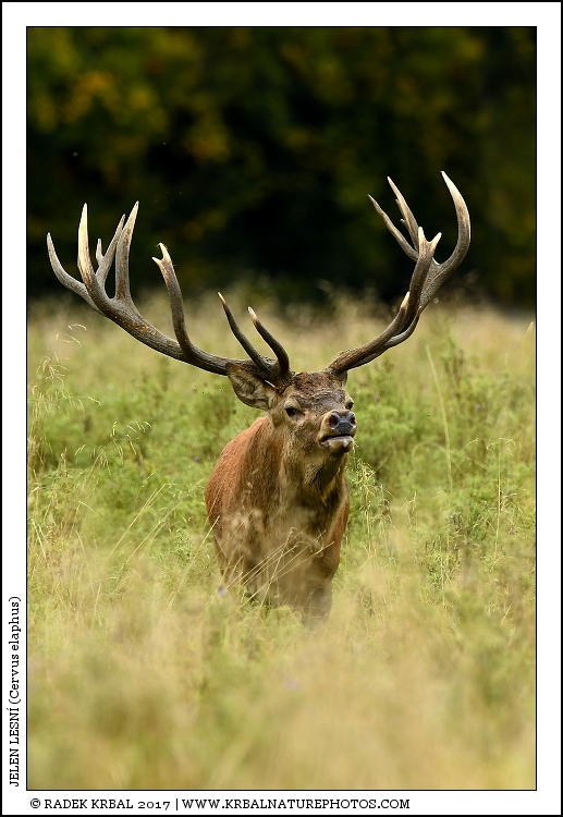 Jelen lesn� | Red Deer | Rothirsch | Cervus elaphus