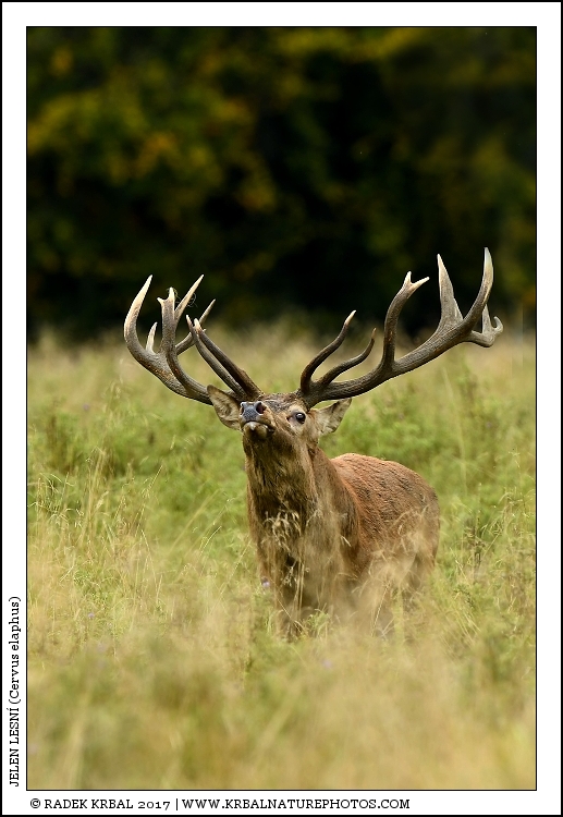 Jelen lesn� | Red Deer | Rothirsch | Cervus elaphus