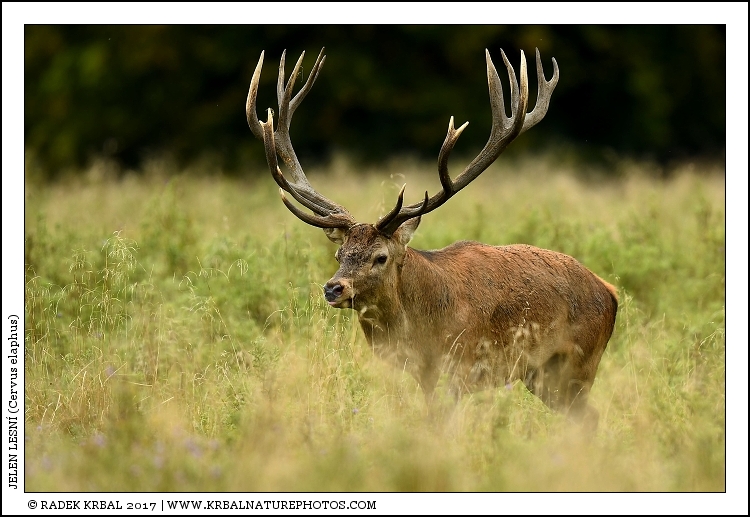 Jelen lesn� | Red Deer | Rothirsch | Cervus elaphus