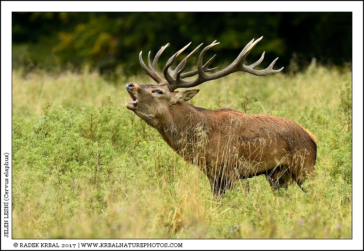 Jelen lesn� | Red Deer | Rothirsch | Cervus elaphus