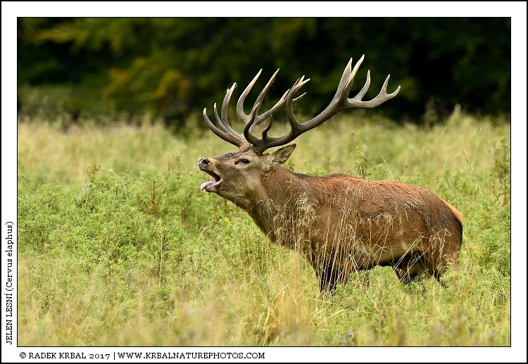 Jelen lesn� | Red Deer | Rothirsch | Cervus elaphus