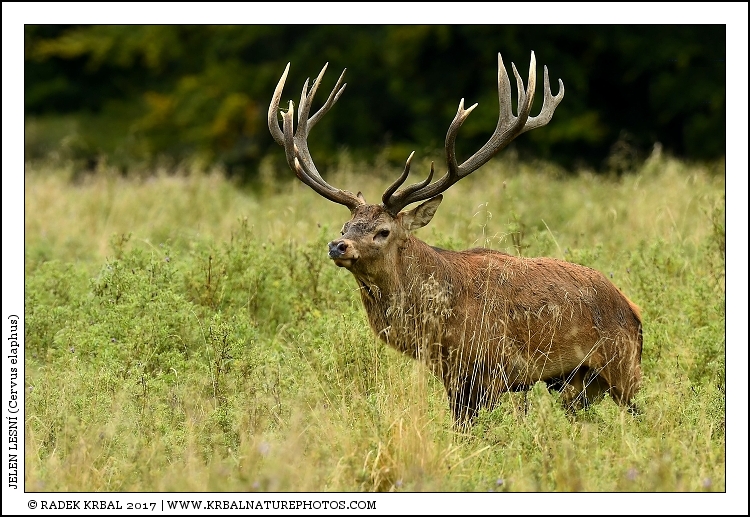 Jelen lesn� | Red Deer | Rothirsch | Cervus elaphus