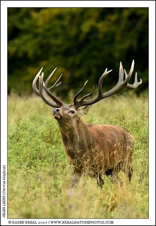Jelen lesn� | Red Deer | Rothirsch | Cervus elaphus