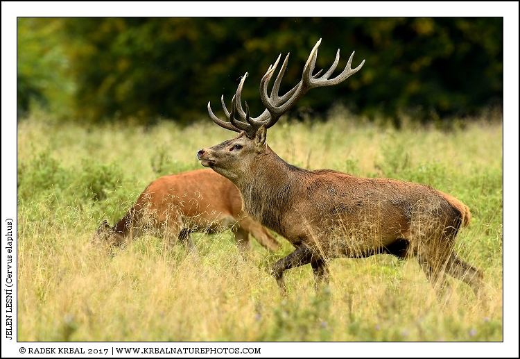 Jelen lesn� | Red Deer | Rothirsch | Cervus elaphus