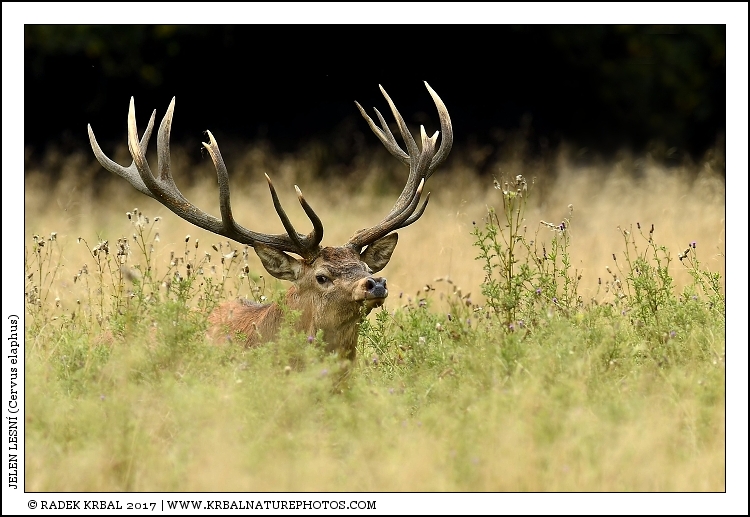 Jelen lesn� | Red Deer | Rothirsch | Cervus elaphus
