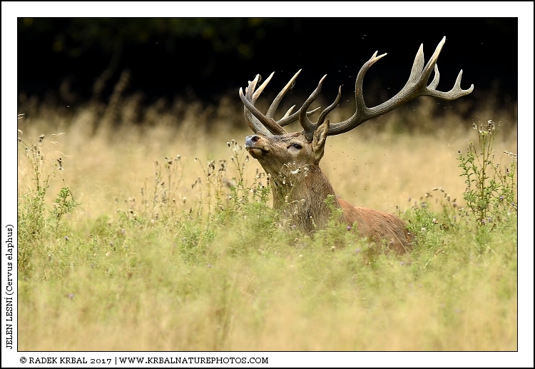 Jelen lesn� | Red Deer | Rothirsch | Cervus elaphus