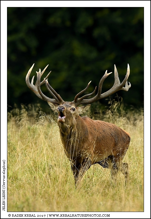 Jelen lesn� | Red Deer | Rothirsch | Cervus elaphus