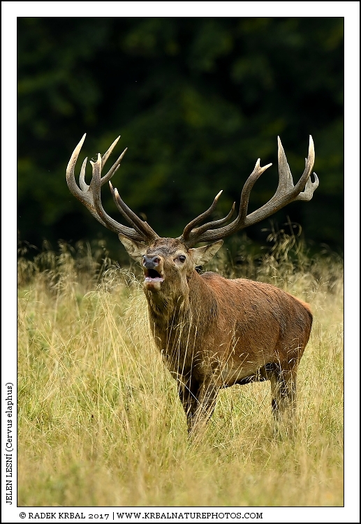 Jelen lesn� | Red Deer | Rothirsch | Cervus elaphus