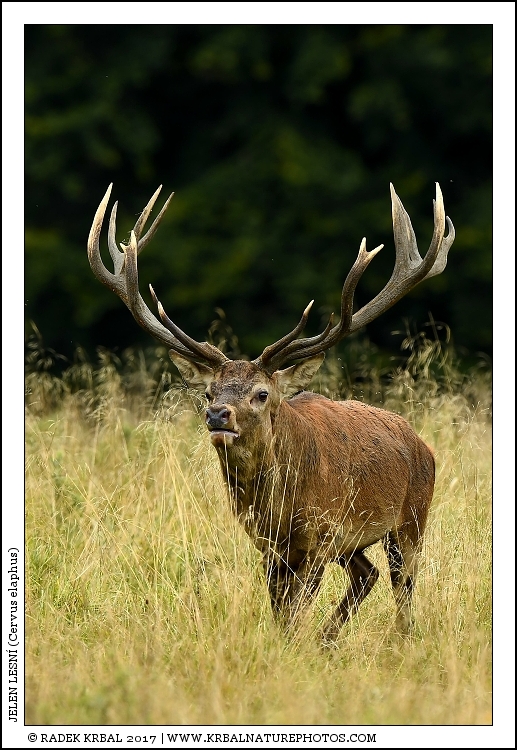 Jelen lesn� | Red Deer | Rothirsch | Cervus elaphus