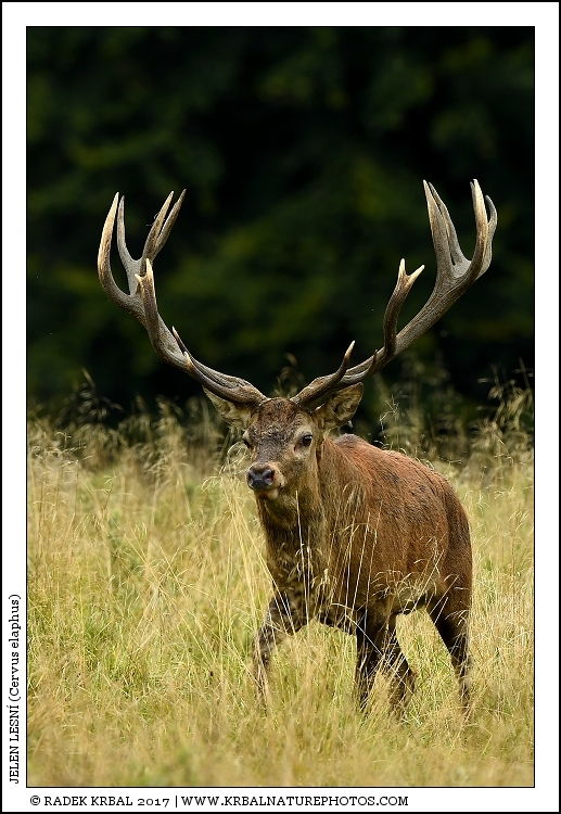 Jelen lesn� | Red Deer | Rothirsch | Cervus elaphus