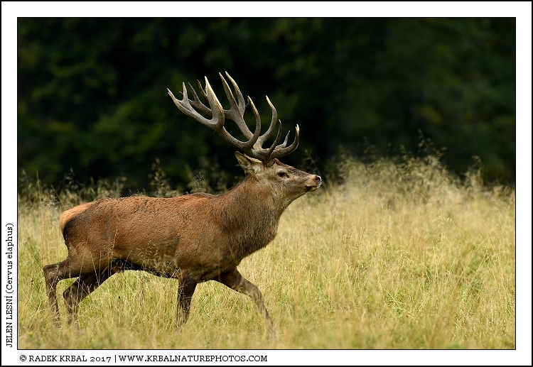 Jelen lesn� | Red Deer | Rothirsch | Cervus elaphus
