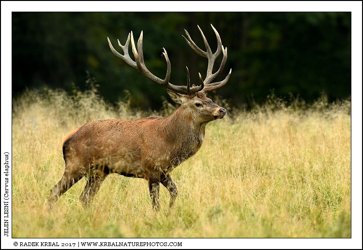 Jelen lesn� | Red Deer | Rothirsch | Cervus elaphus