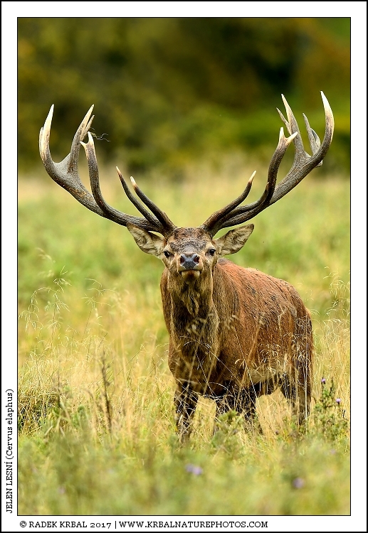 Jelen lesn� | Red Deer | Rothirsch | Cervus elaphus