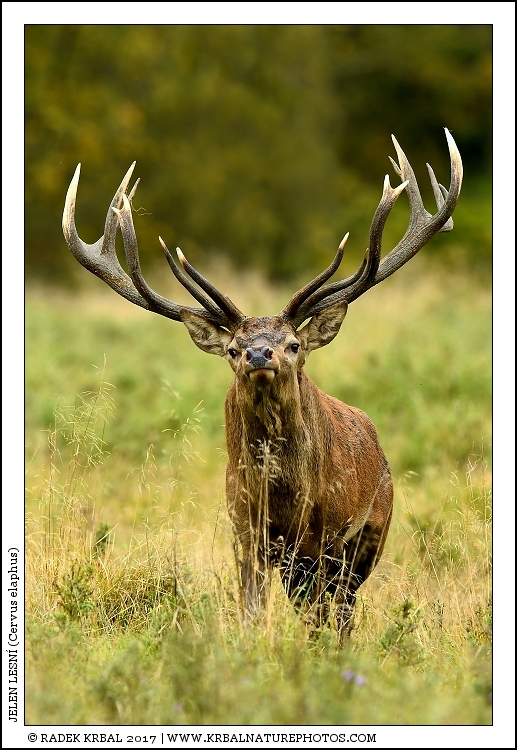 Jelen lesn� | Red Deer | Rothirsch | Cervus elaphus