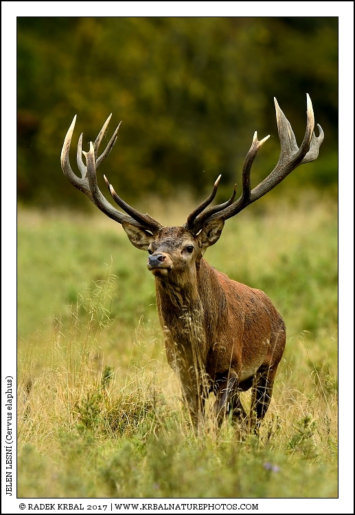 Jelen lesn� | Red Deer | Rothirsch | Cervus elaphus