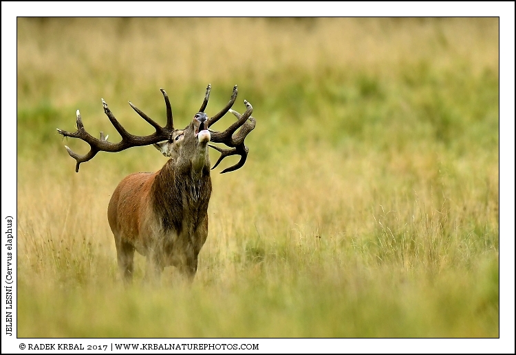 Jelen lesn� | Red Deer | Rothirsch | Cervus elaphus