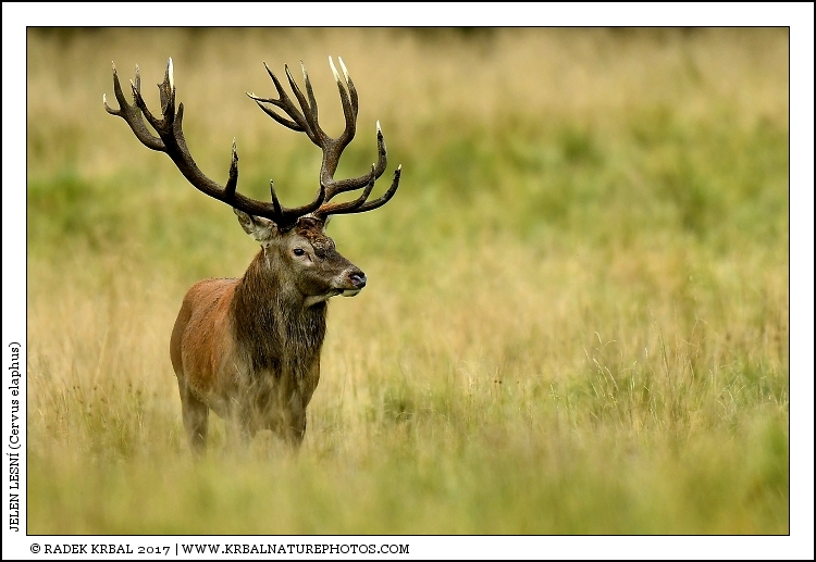 Jelen lesn� | Red Deer | Rothirsch | Cervus elaphus