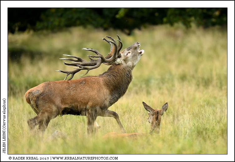 Jelen lesn� | Red Deer | Rothirsch | Cervus elaphus
