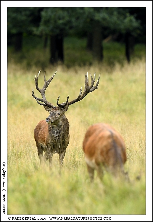 Jelen lesn� | Red Deer | Rothirsch | Cervus elaphus