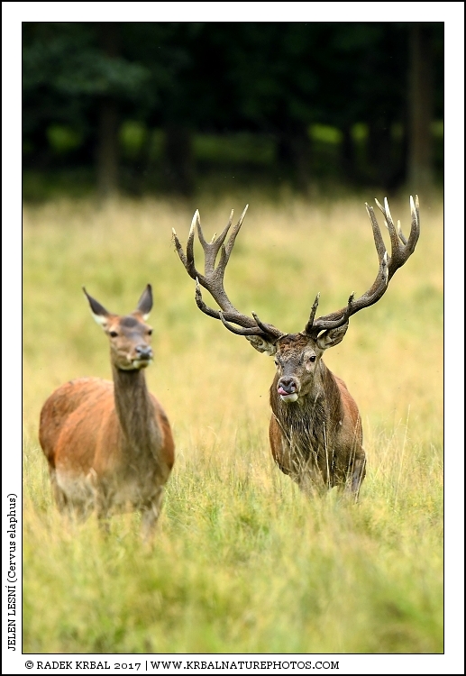 Jelen lesn� | Red Deer | Rothirsch | Cervus elaphus