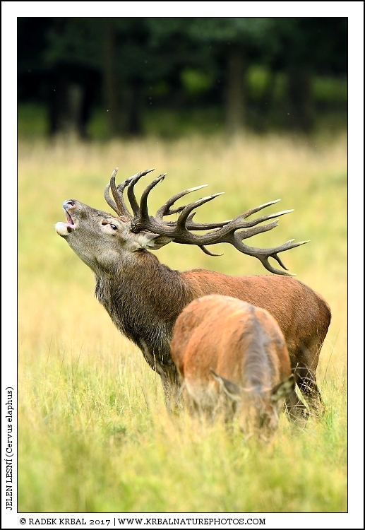 Jelen lesn� | Red Deer | Rothirsch | Cervus elaphus