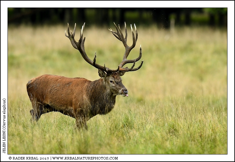 Jelen lesn� | Red Deer | Rothirsch | Cervus elaphus